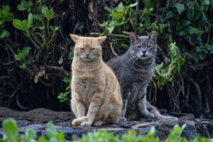 a couple of cats sitting next to each other