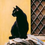 black cat in front of yellow wall