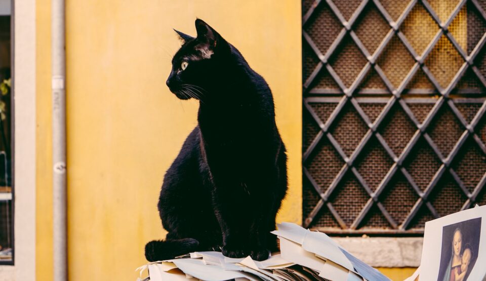 black cat in front of yellow wall