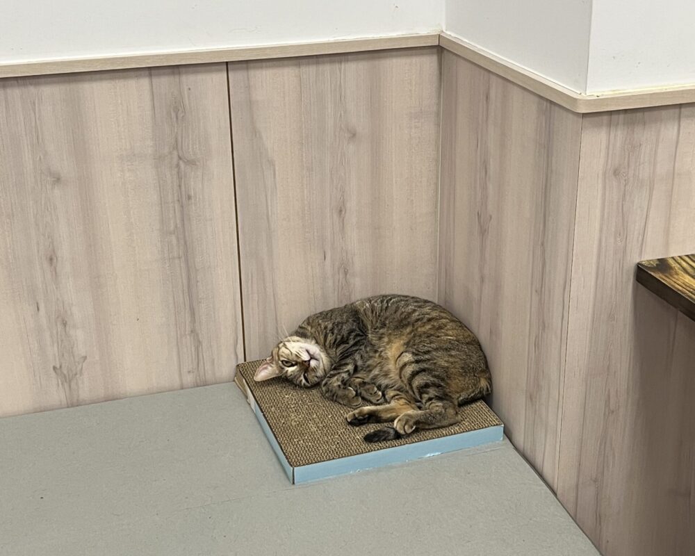 IMG_0730 (1) IMG_0730 (1)