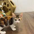 LINE_ALBUM_臭豆腐_250702_2