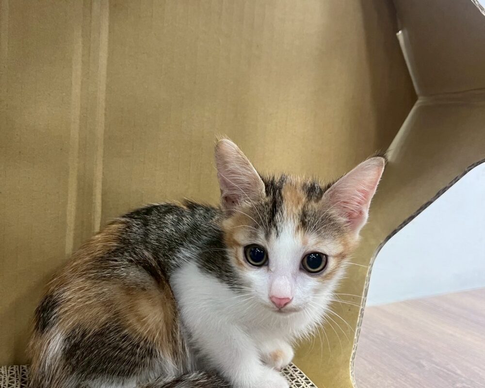 LINE_ALBUM_蚵仔煎_250702_2