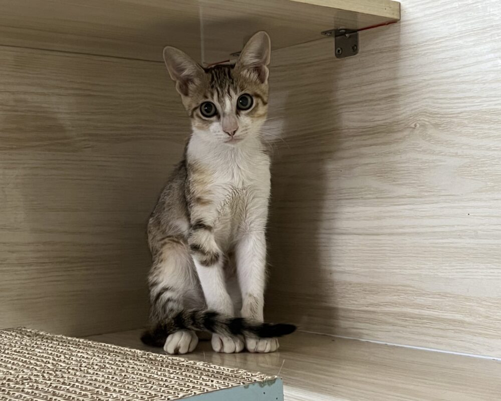 IMG_4871 (1) IMG_4871 (1)