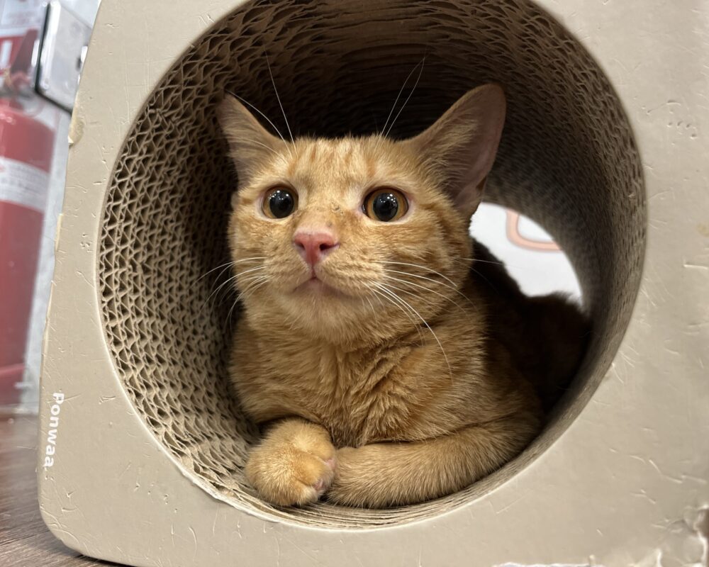 IMG_5865 (1) IMG_5865 (1)