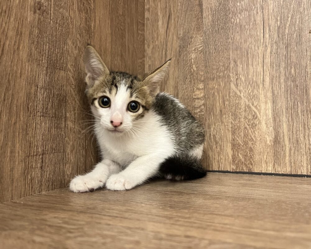 IMG_8463 (1) IMG_8463 (1)