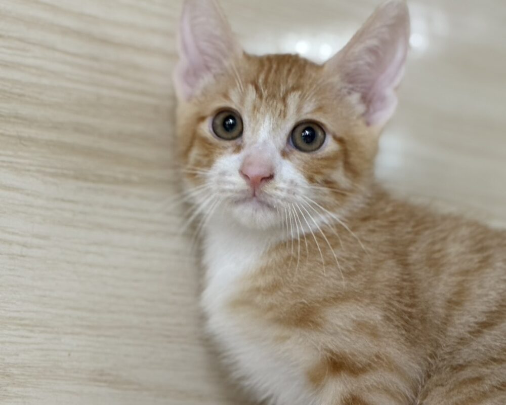 S__6955019_0 S__6955019_0