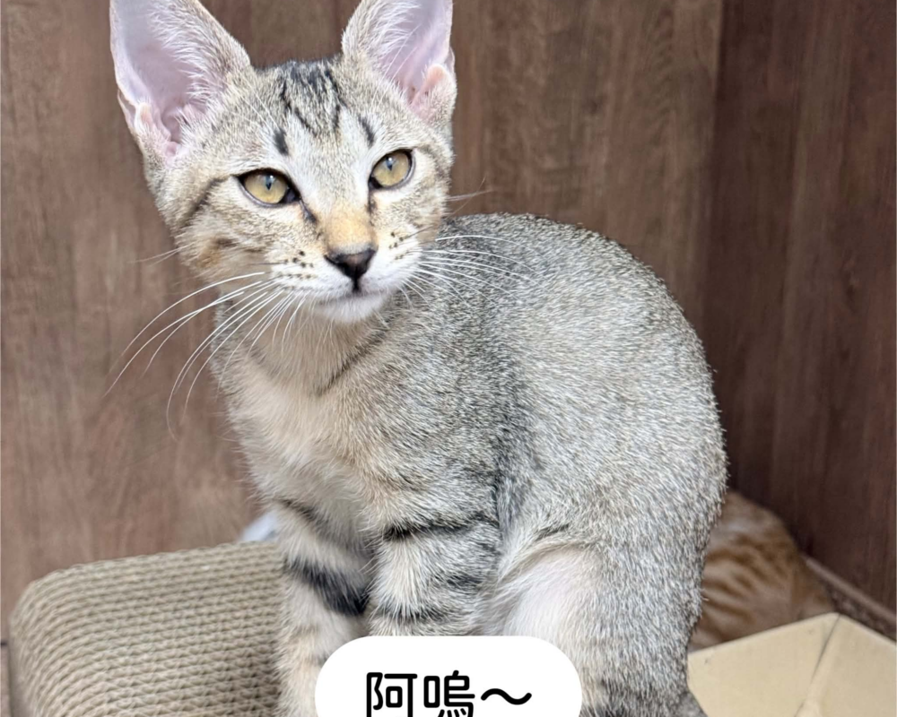 阿屋 阿屋